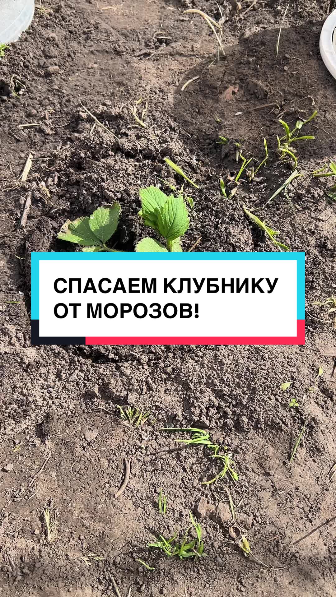 @laifhak_mozgi