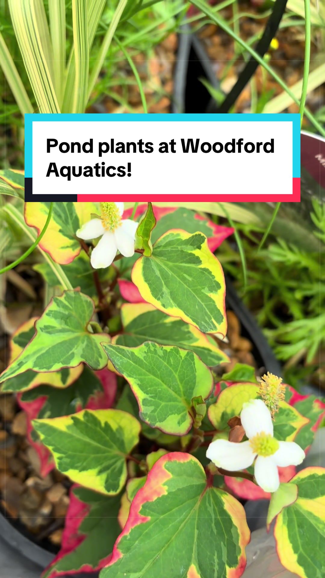 @Woodford Aquatics