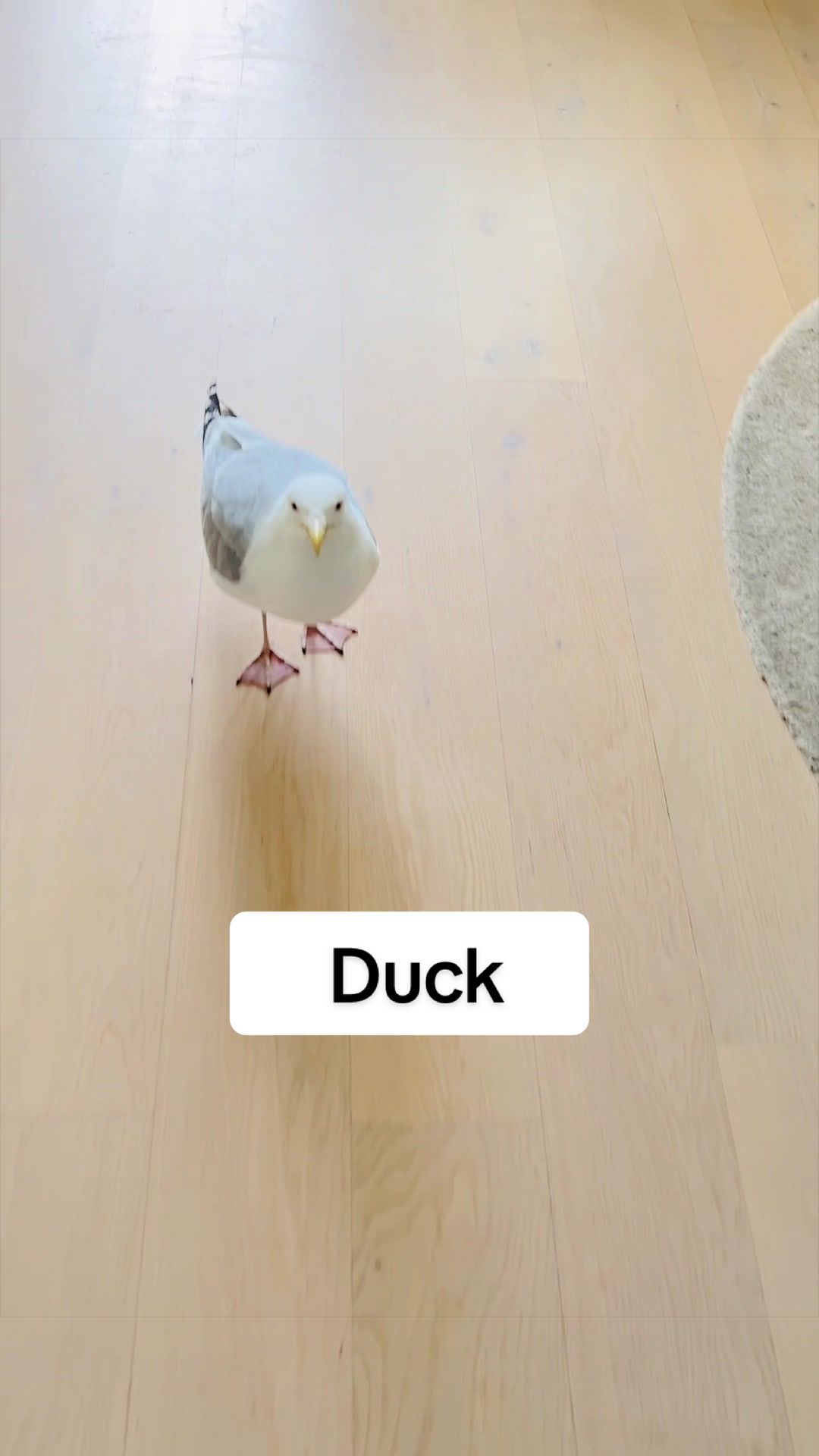 @Winston gull