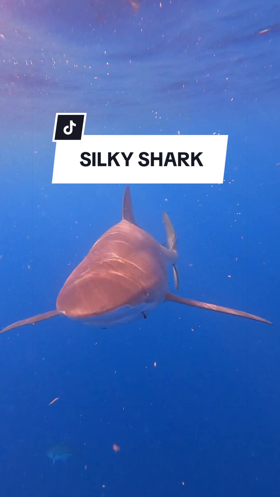 @SCUBA DAN 🦈