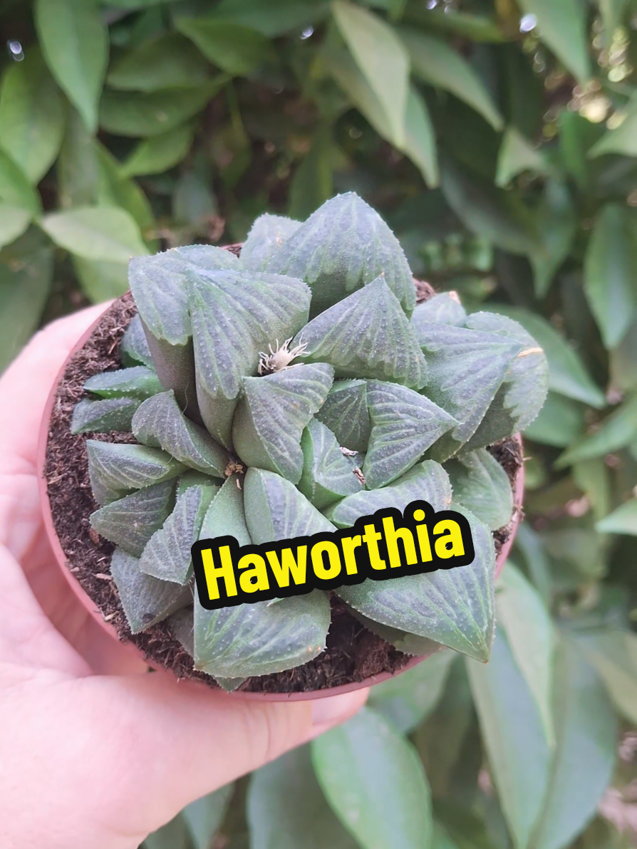 @Succulent_ninja