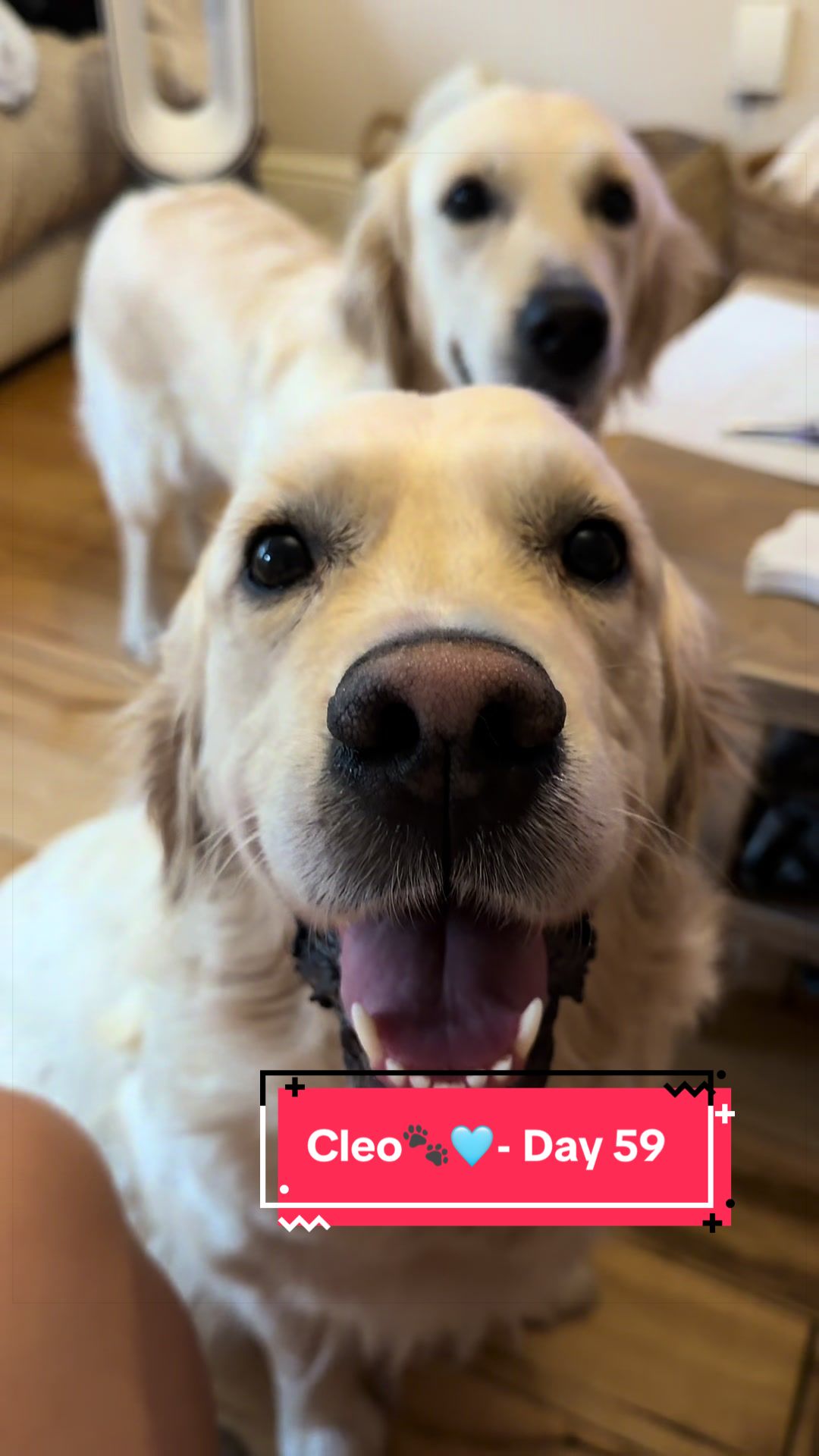 @Ateam Goldens