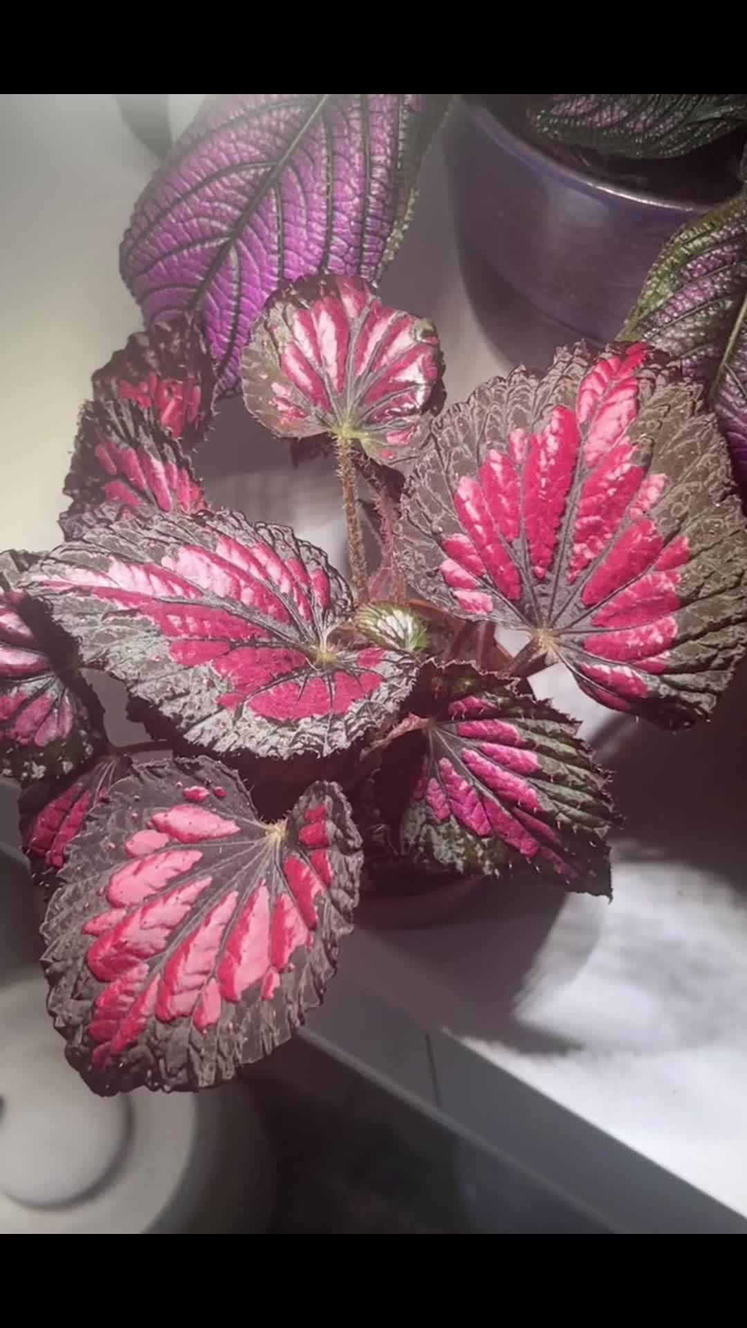 @About The Plant