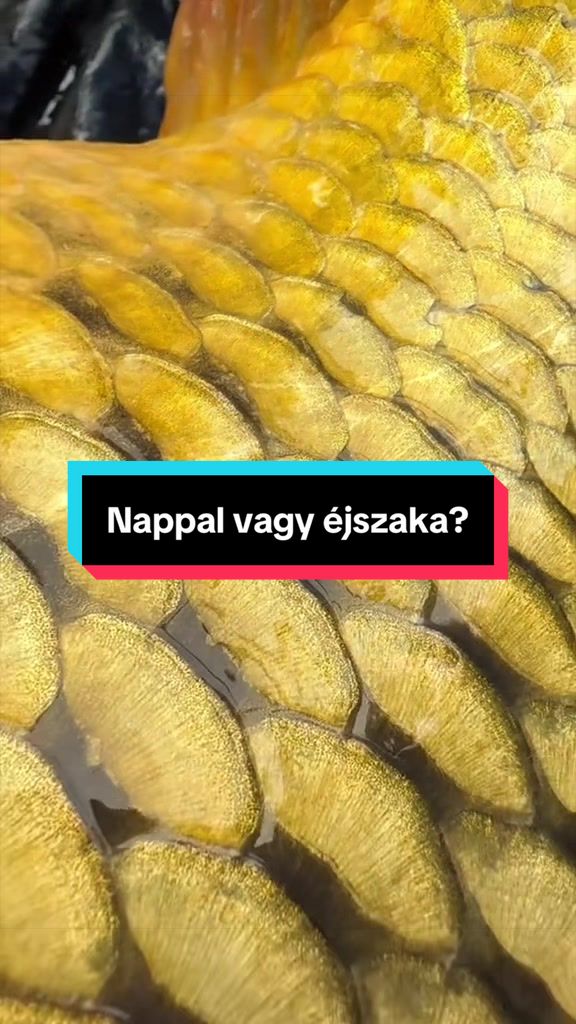 @D&ouml;me G&aacute;bor