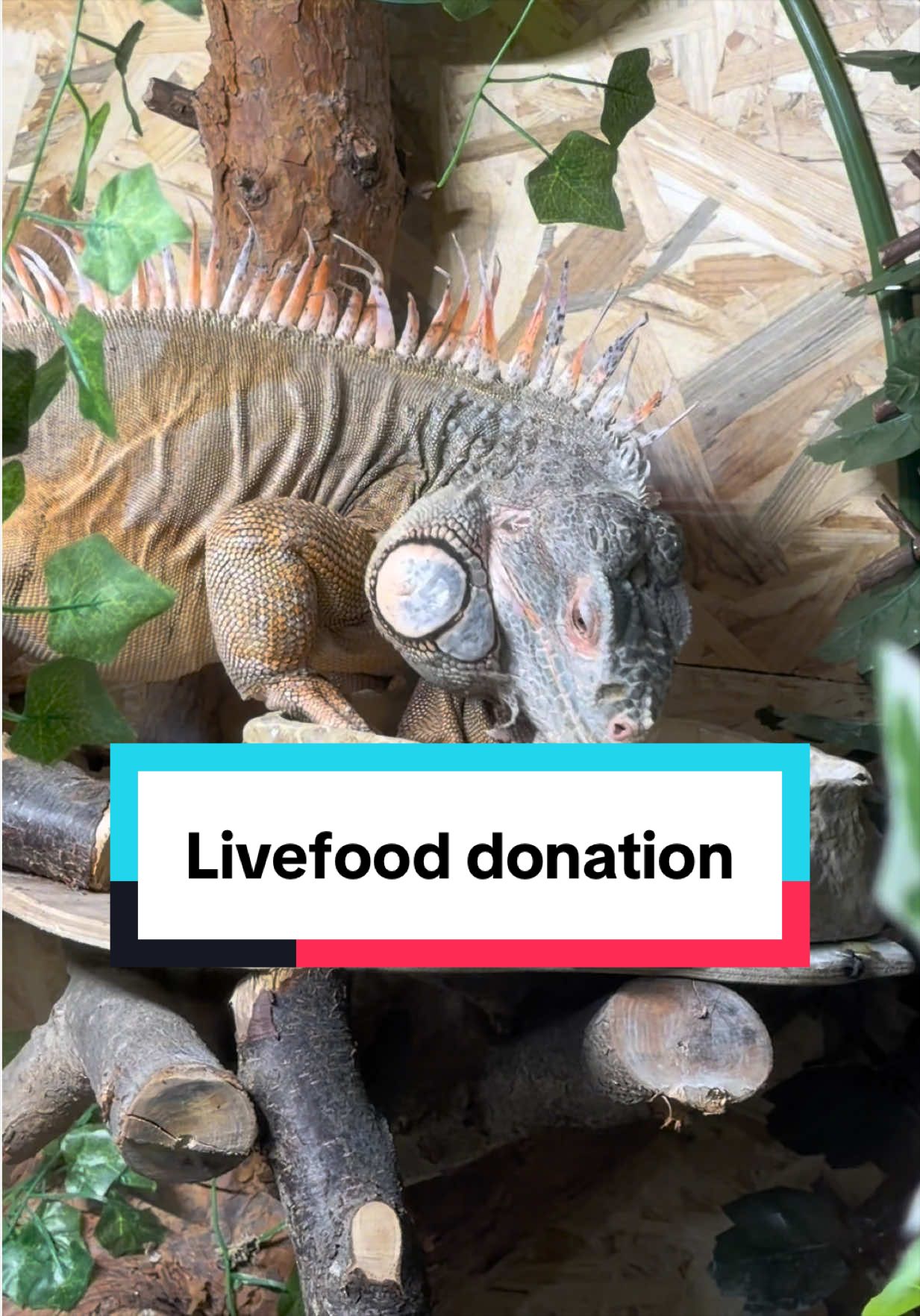 @Reptiles By Post