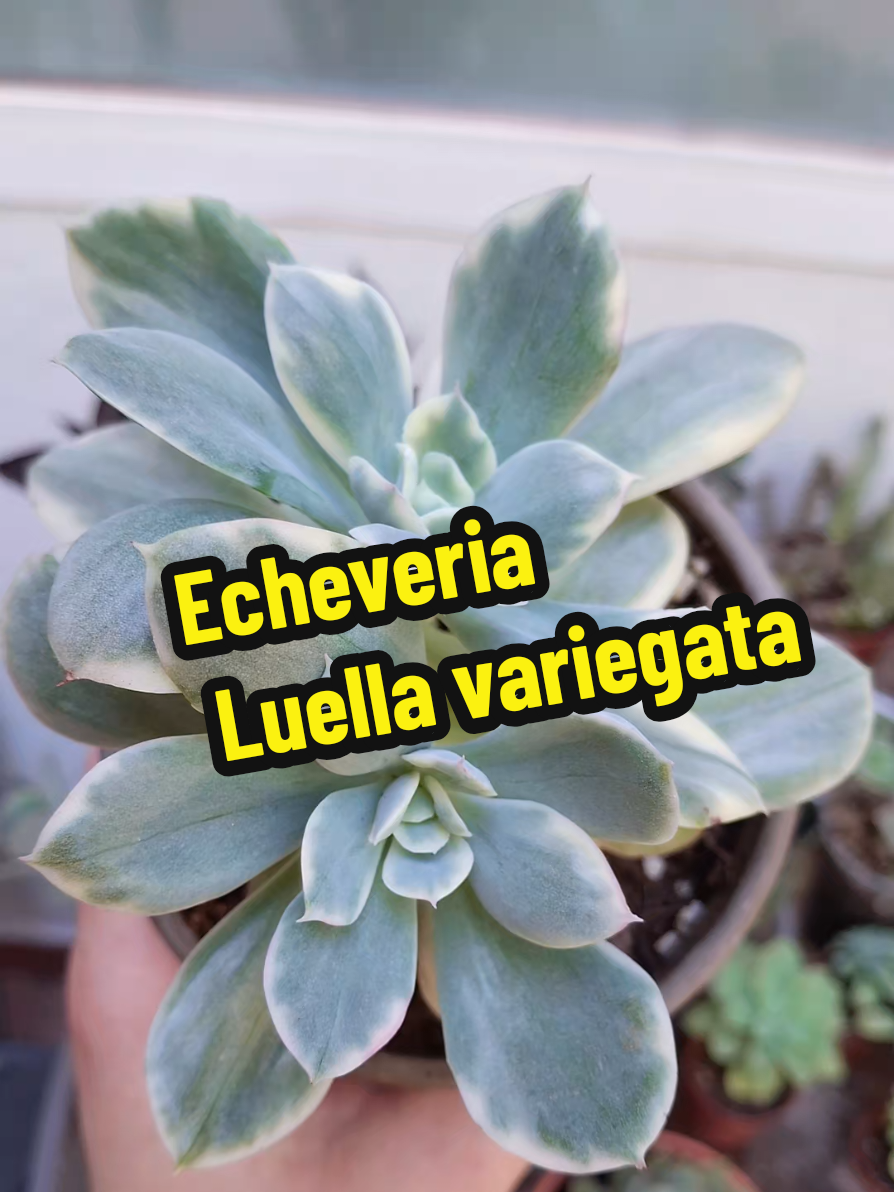 @Succulent_ninja