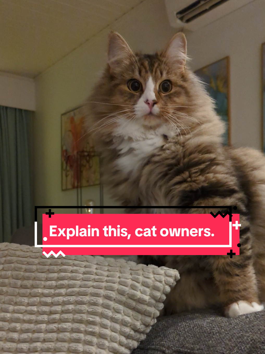 @The Cutest Cats Ever
