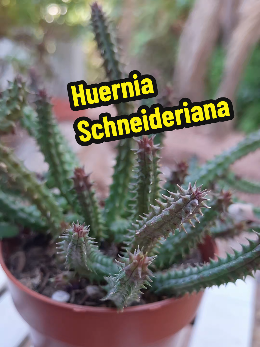 @Succulent_ninja