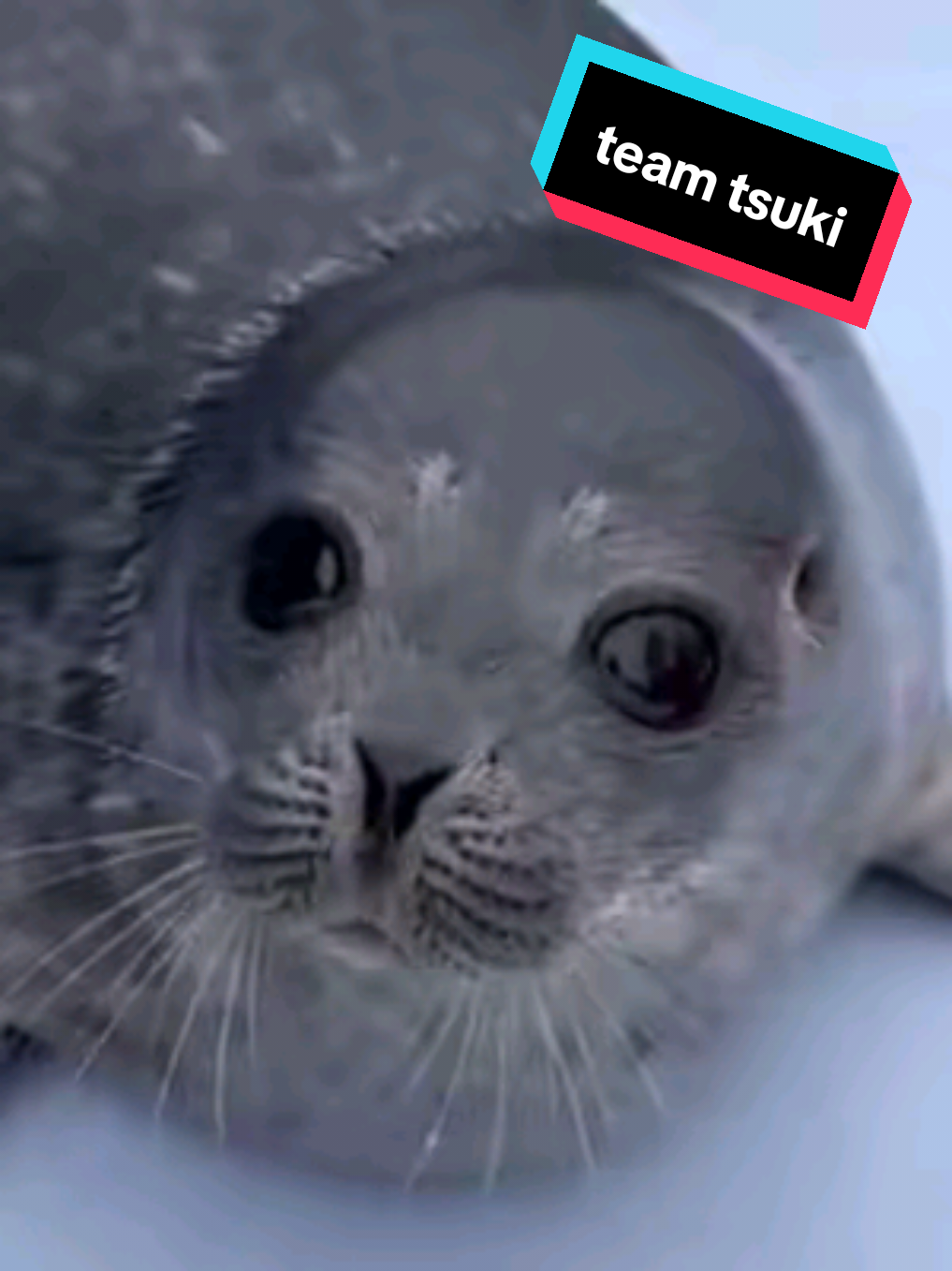 @🩷🎀 seal 🦭🩷