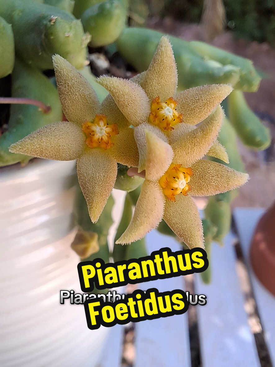 @Succulent_ninja