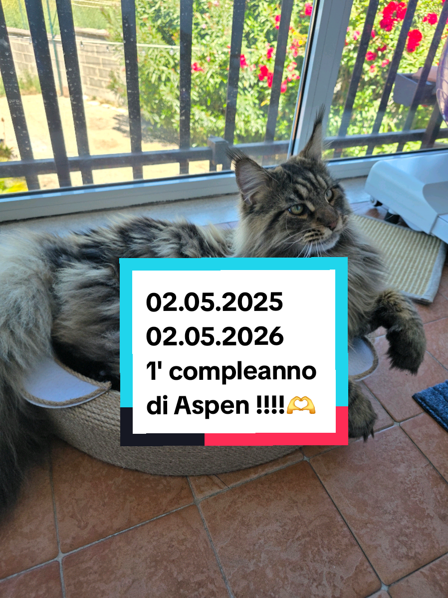 @🐾Aspen🐾