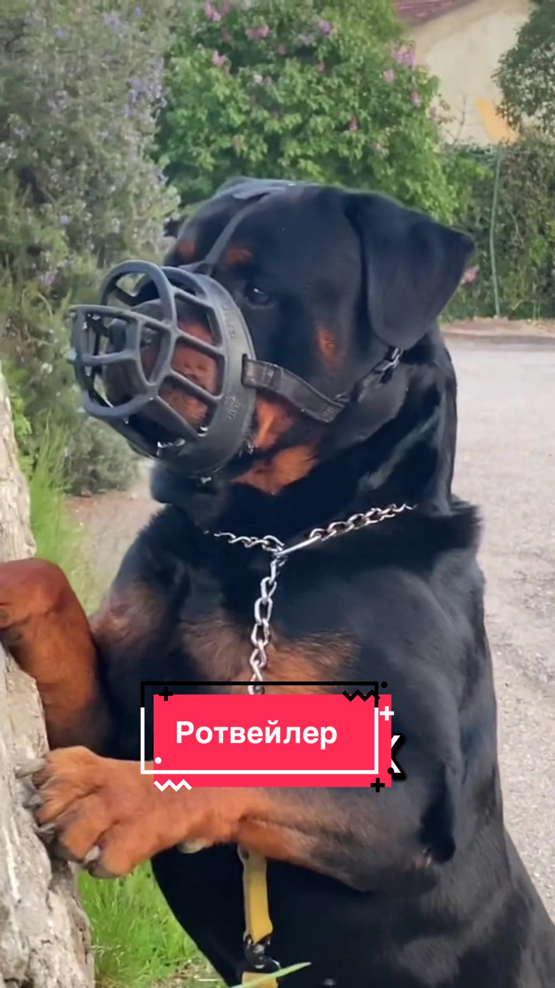 @Пушистики🐶
