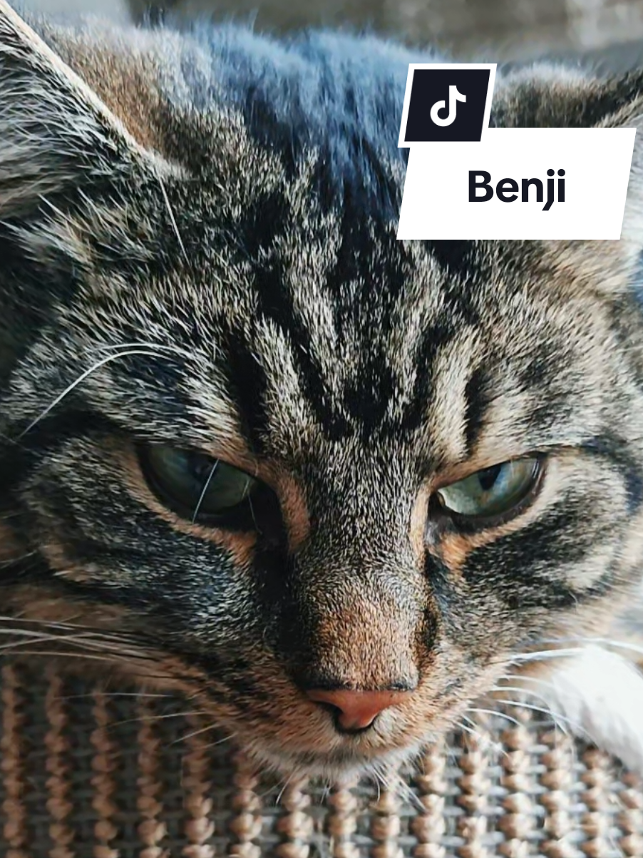 @sweetBenjiCat