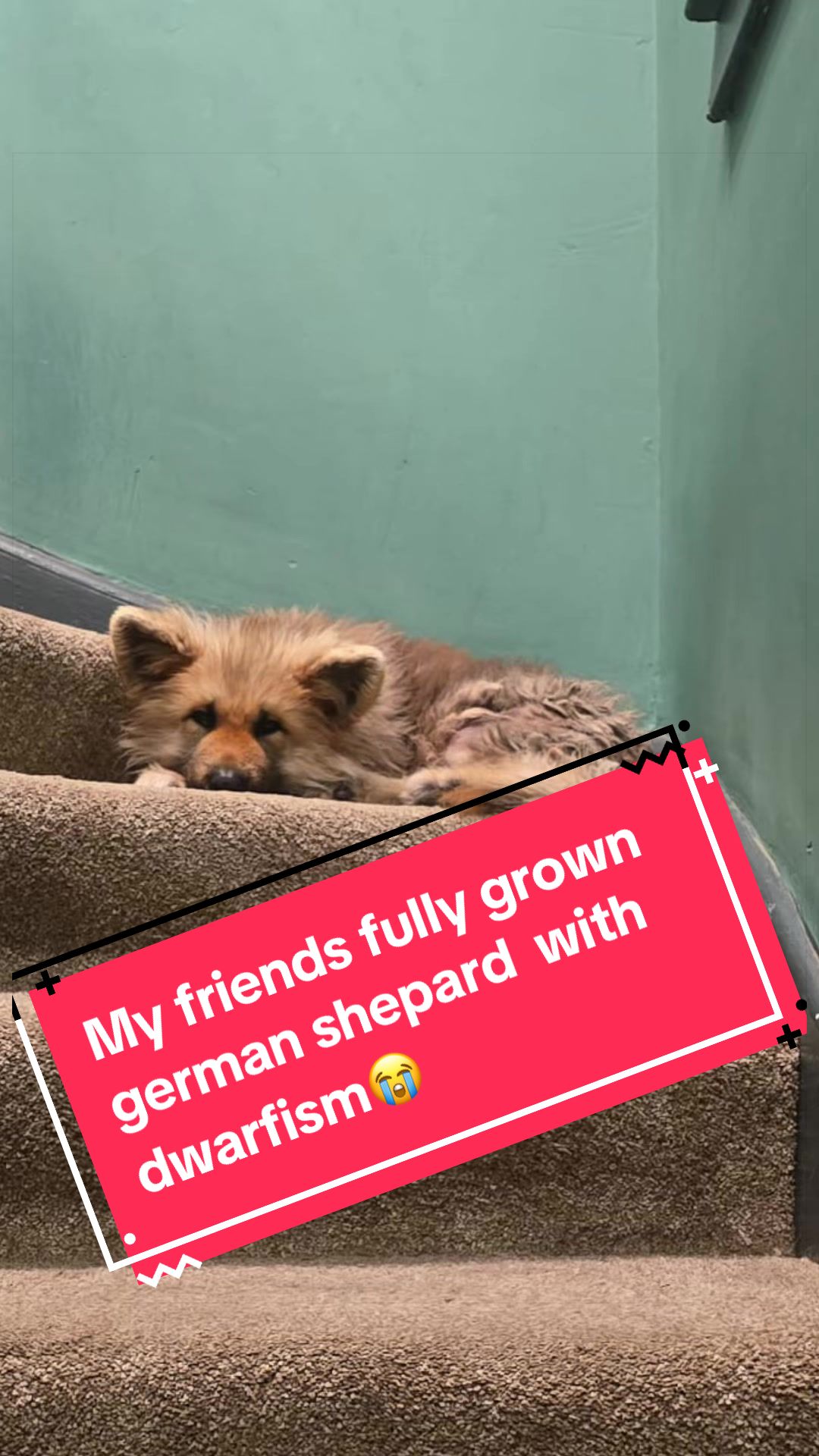 @charlene-mumlife🏴