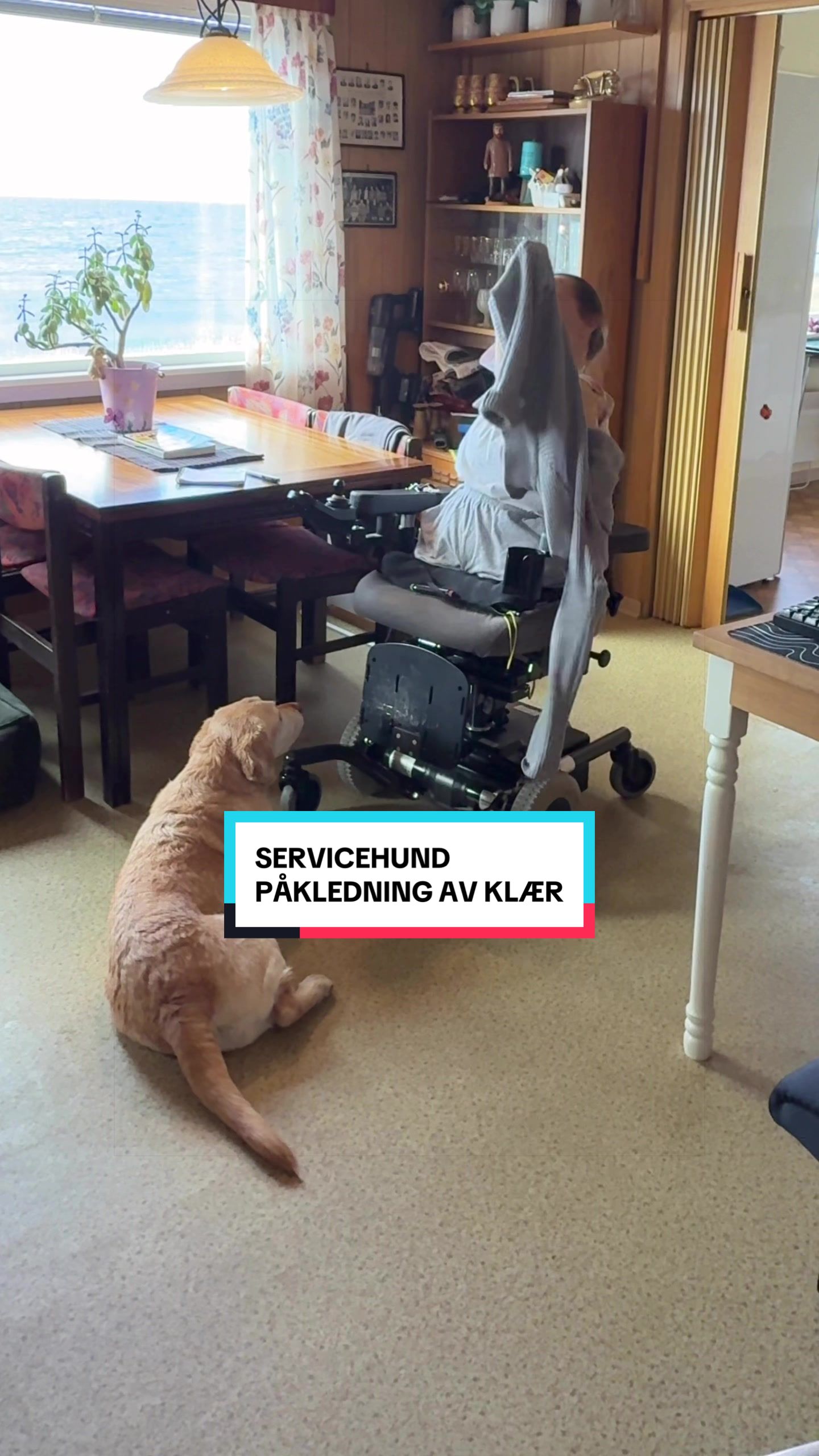 @MyHippiDog & Liv Tone 🇳🇴