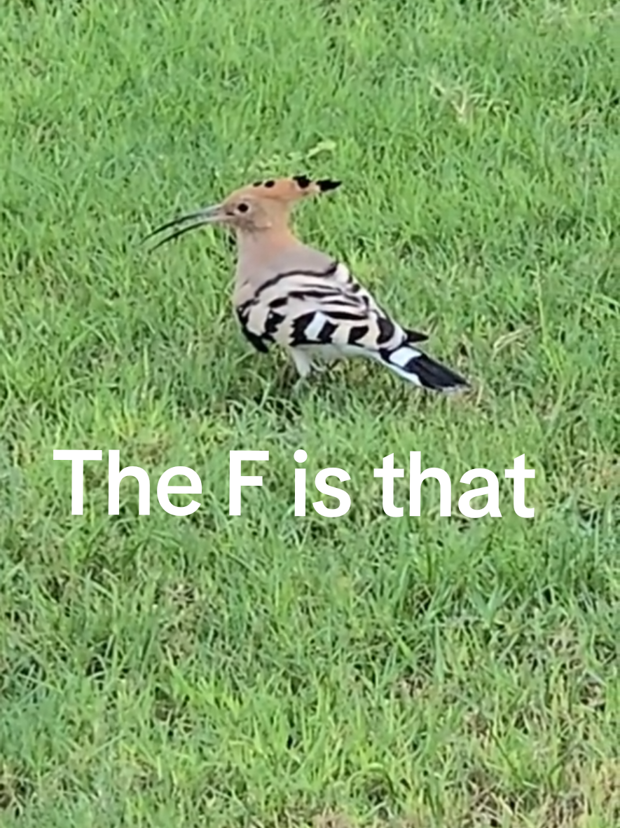 @J ⚡ C