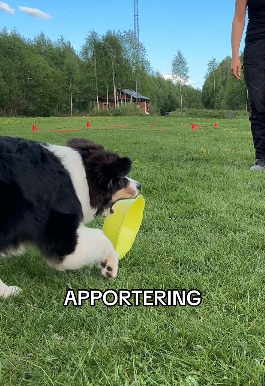 @Vilja - Australian Shepherd