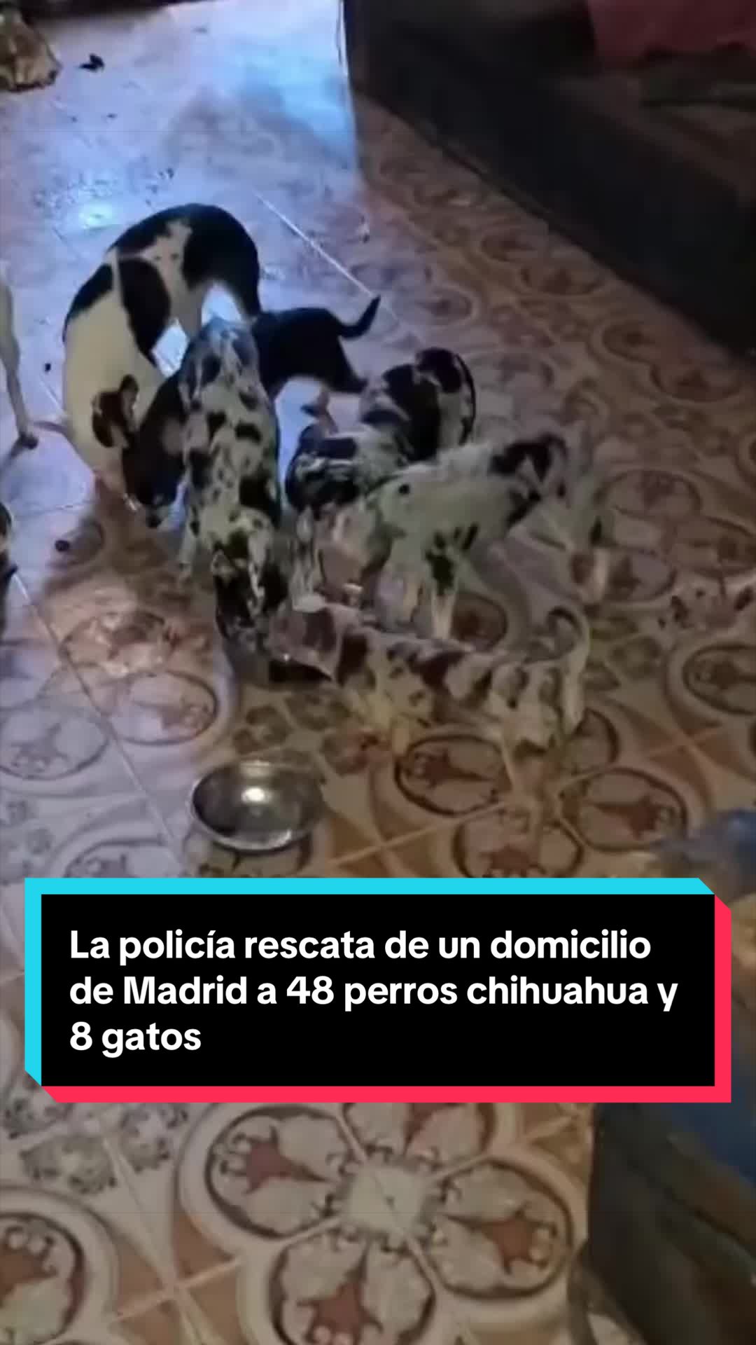 @EL ESPAÑOL 🦁