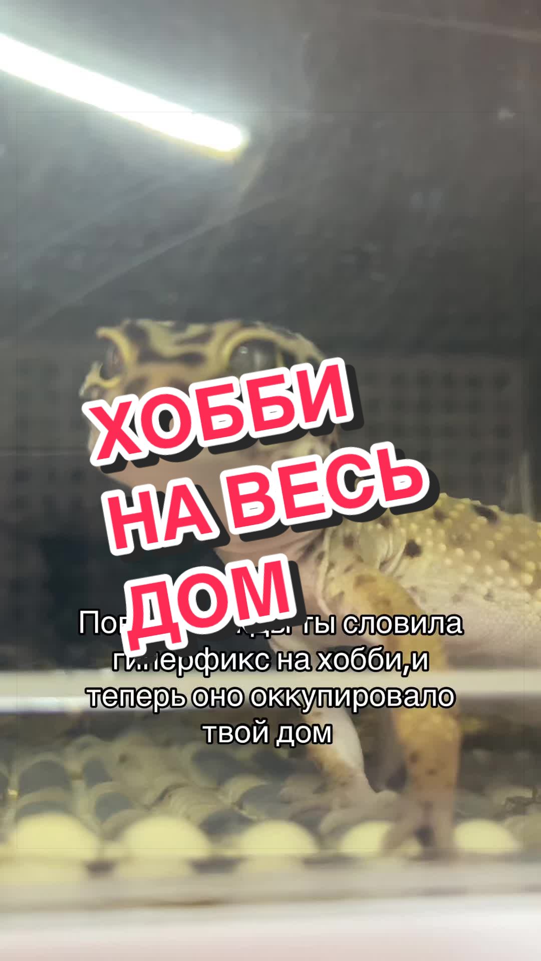@🦎❤️Геля и питомцы❤️🦎