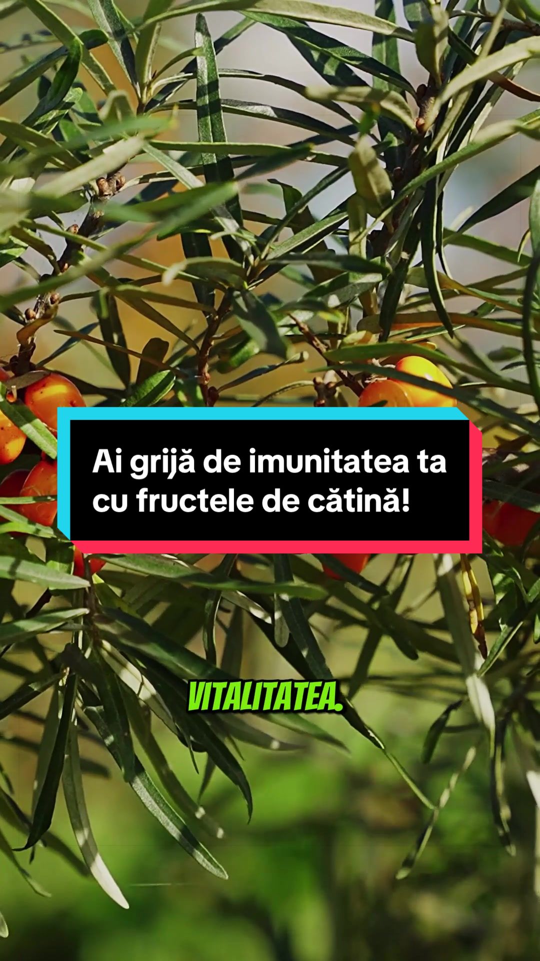 @Faunus Plant