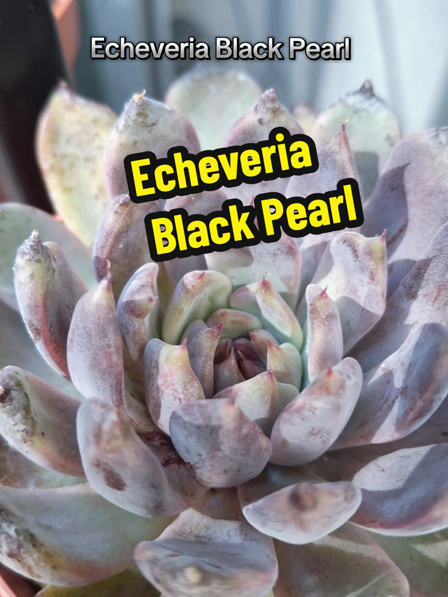 @Succulent_ninja