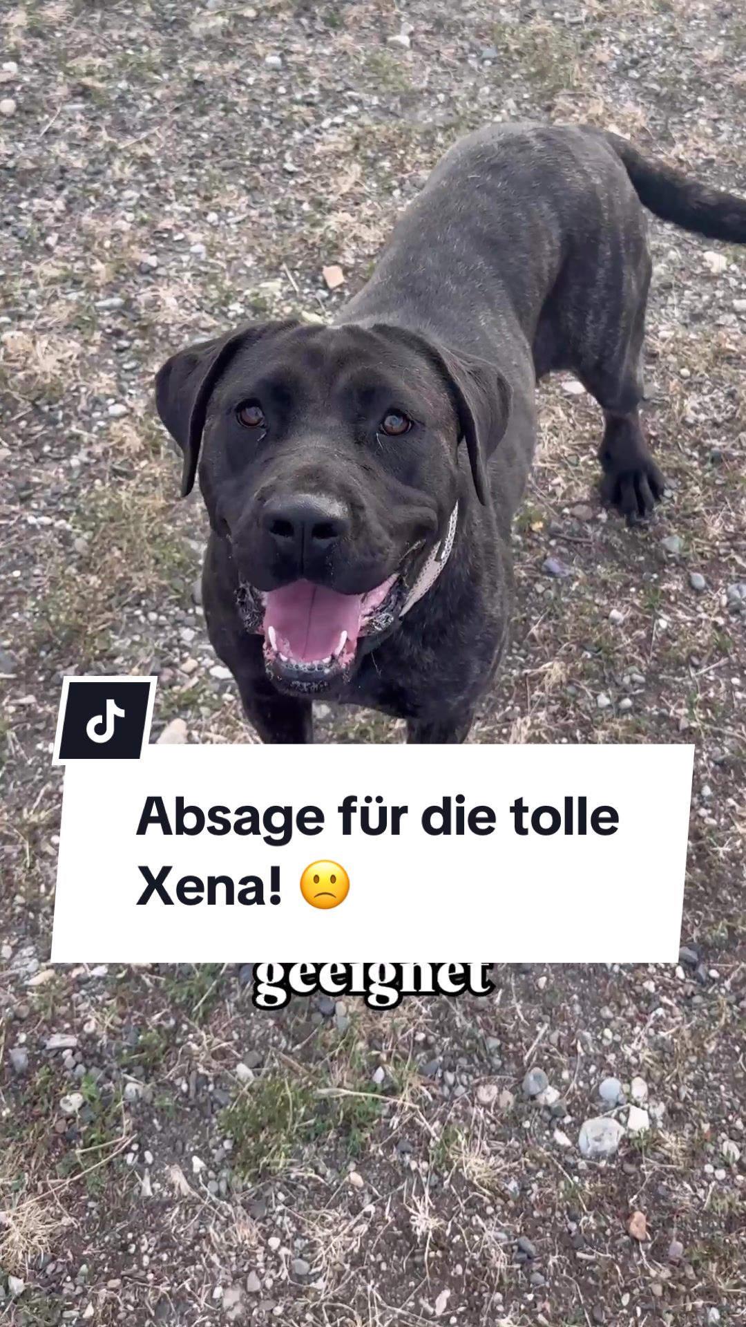 @Ein Herz für Streuner e.V.