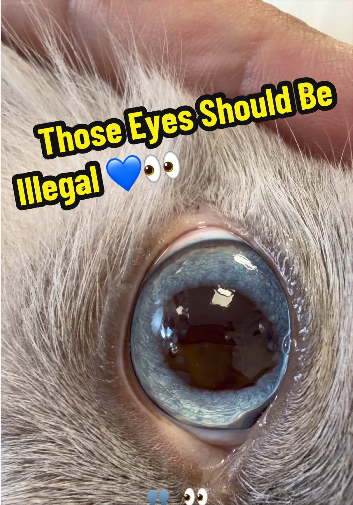 @Tomasthevet