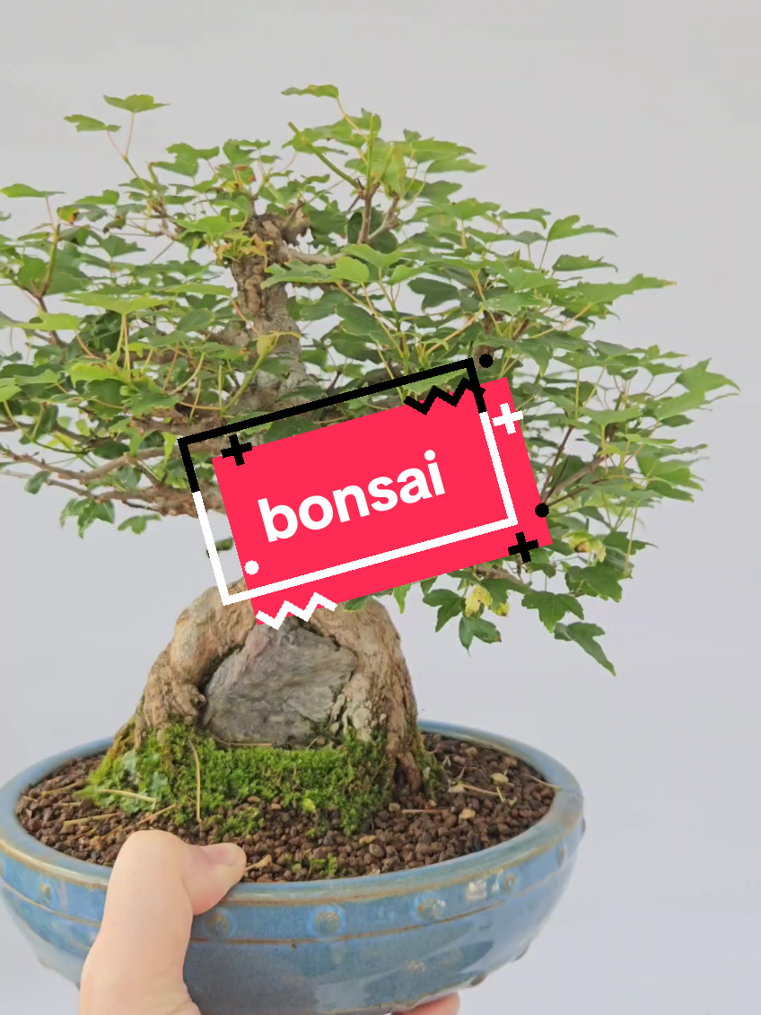 @BONS A.I.
