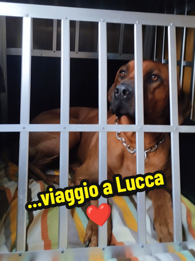 @Giotto gioielli 🐾❤️💍