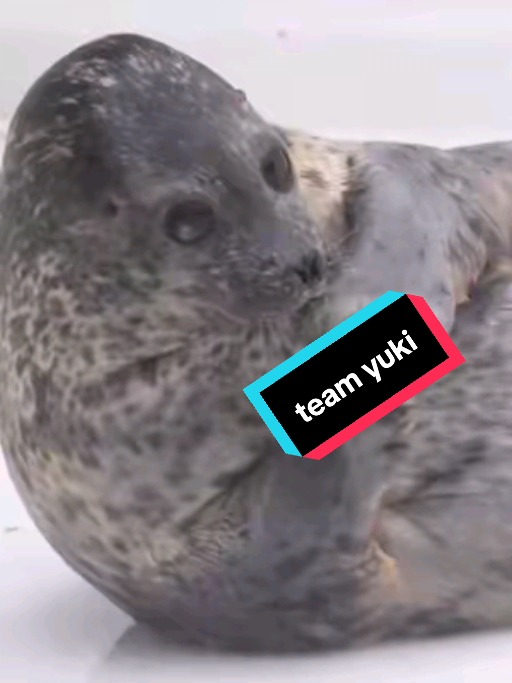 @🩷🎀 seal 🦭🩷