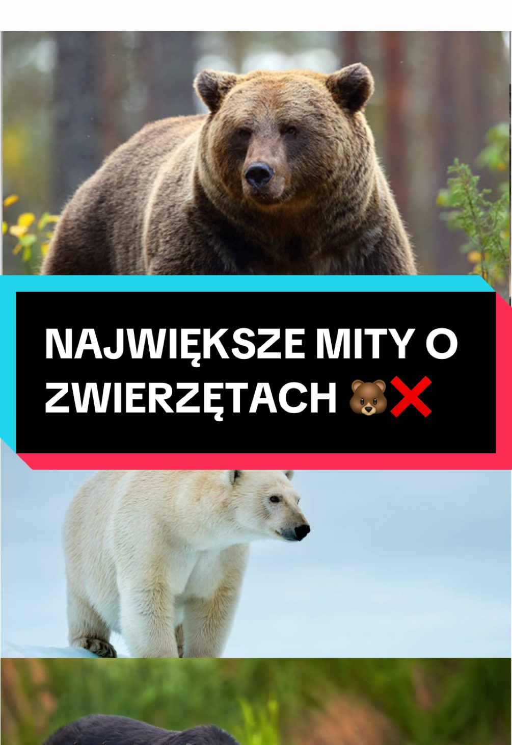 @pandawojtekyt