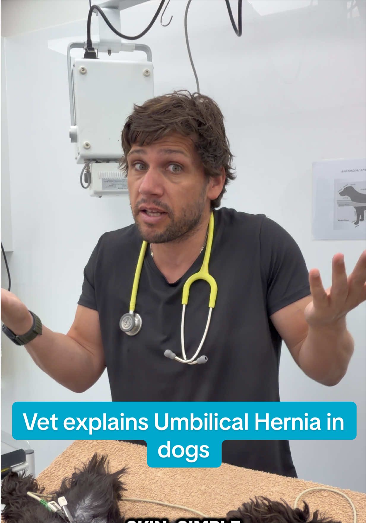 @Tomasthevet