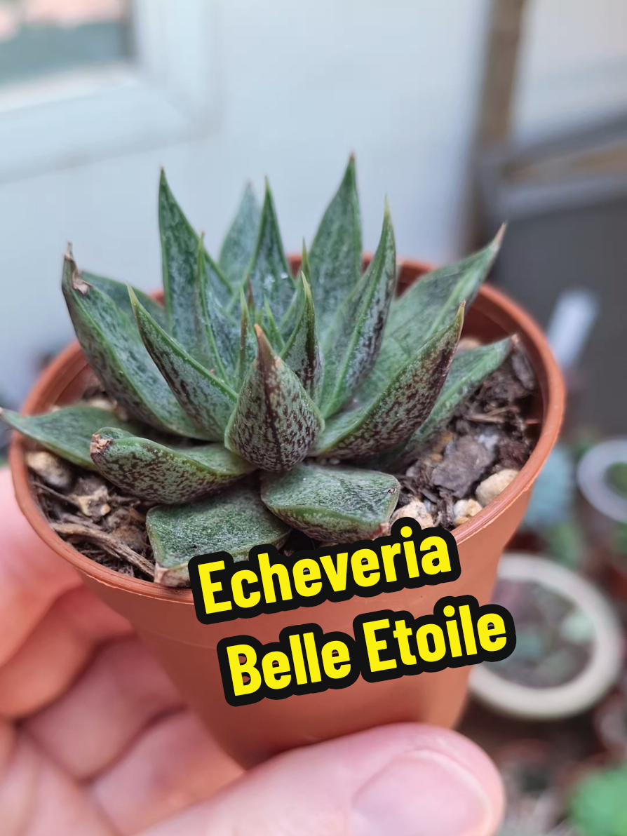 @Succulent_ninja