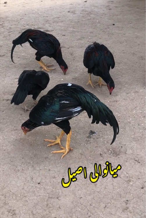 @Poultry Markaz