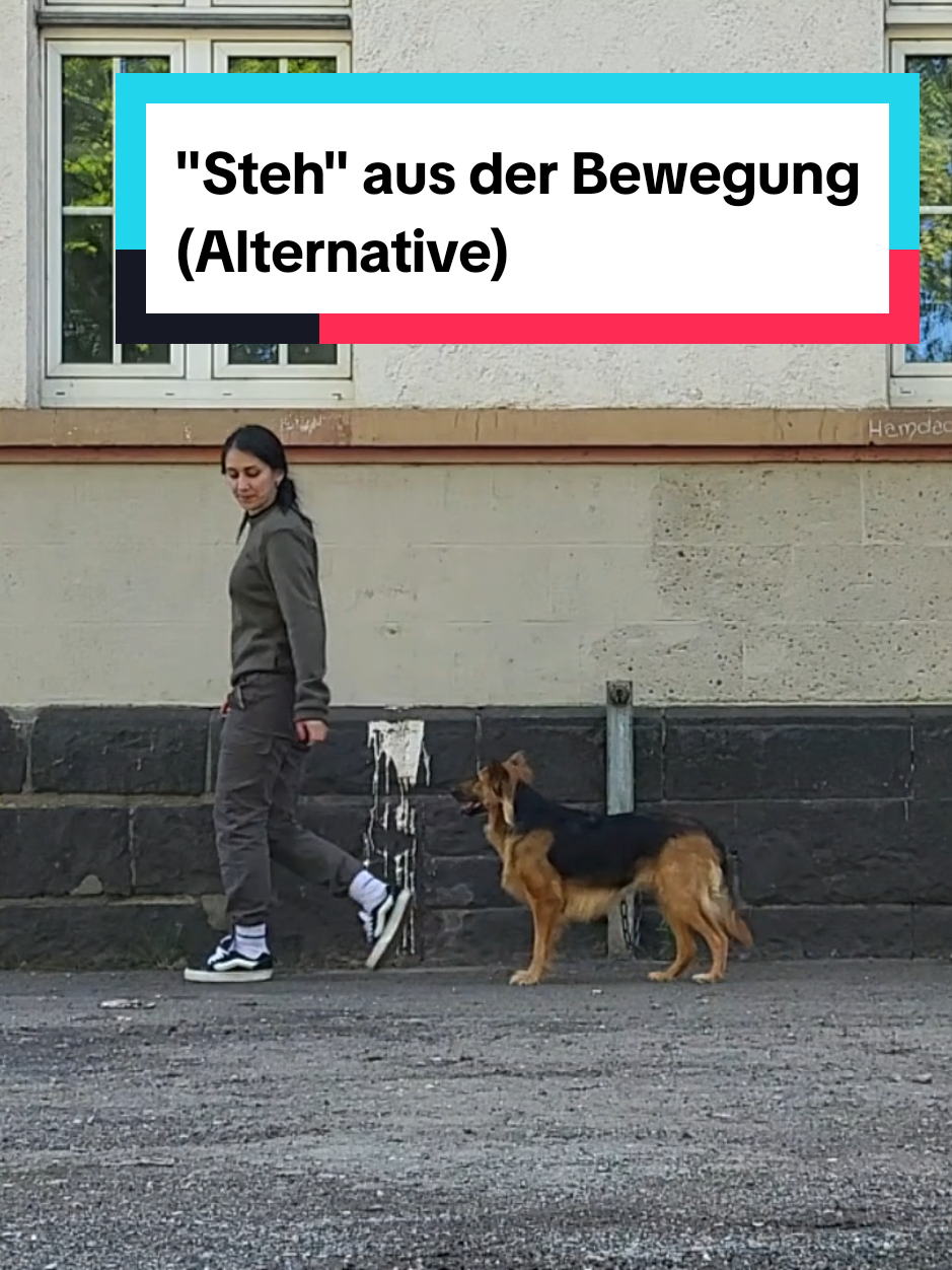 @Hundeschule Mit vier Pfoten