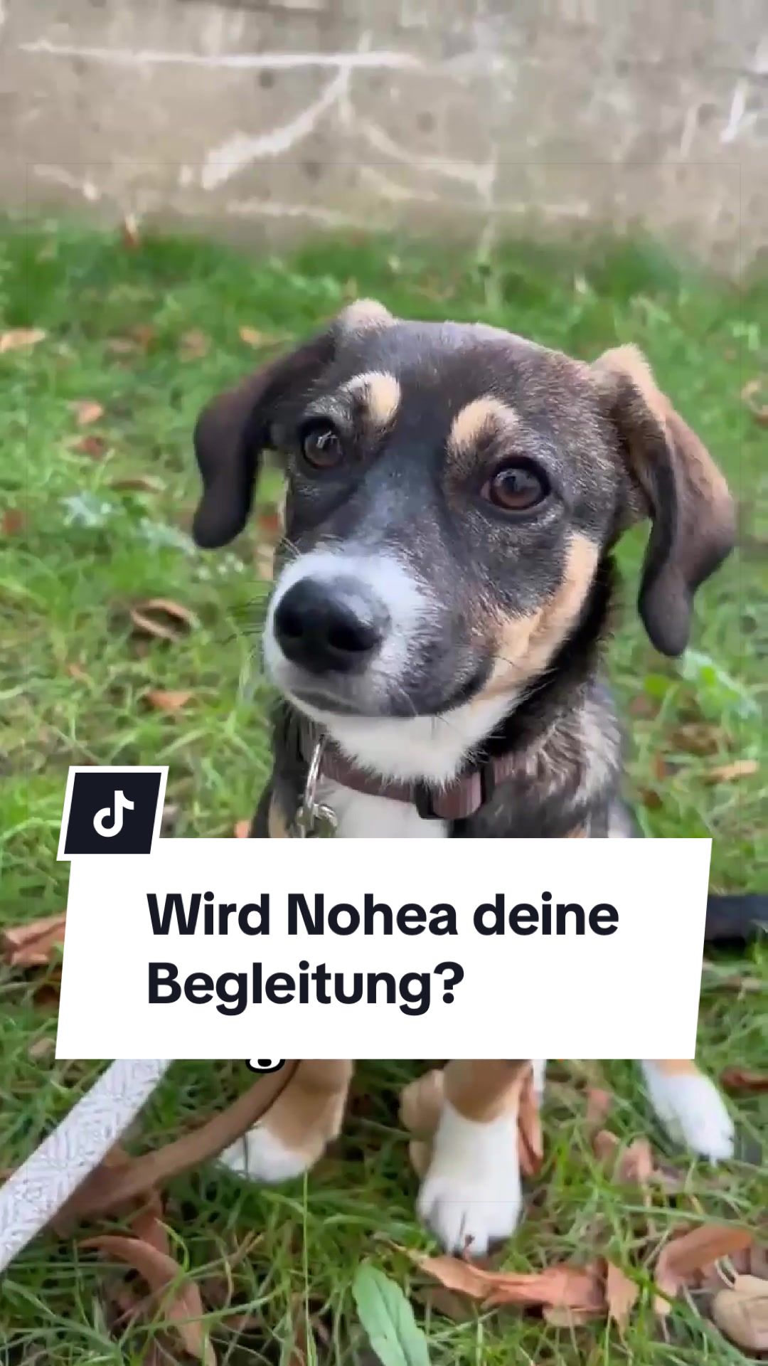 @Ein Herz für Streuner e.V.