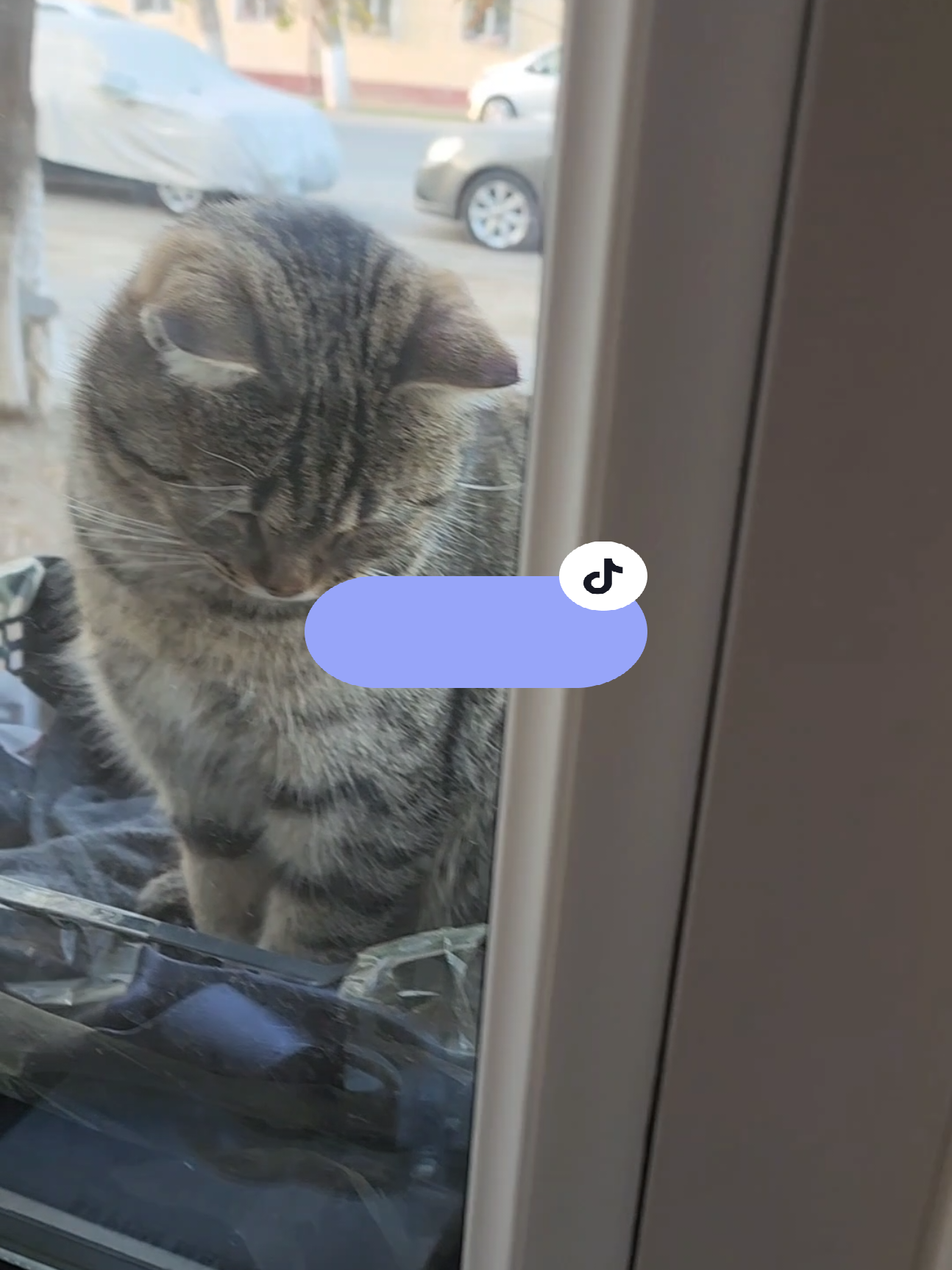 @Cat's Save