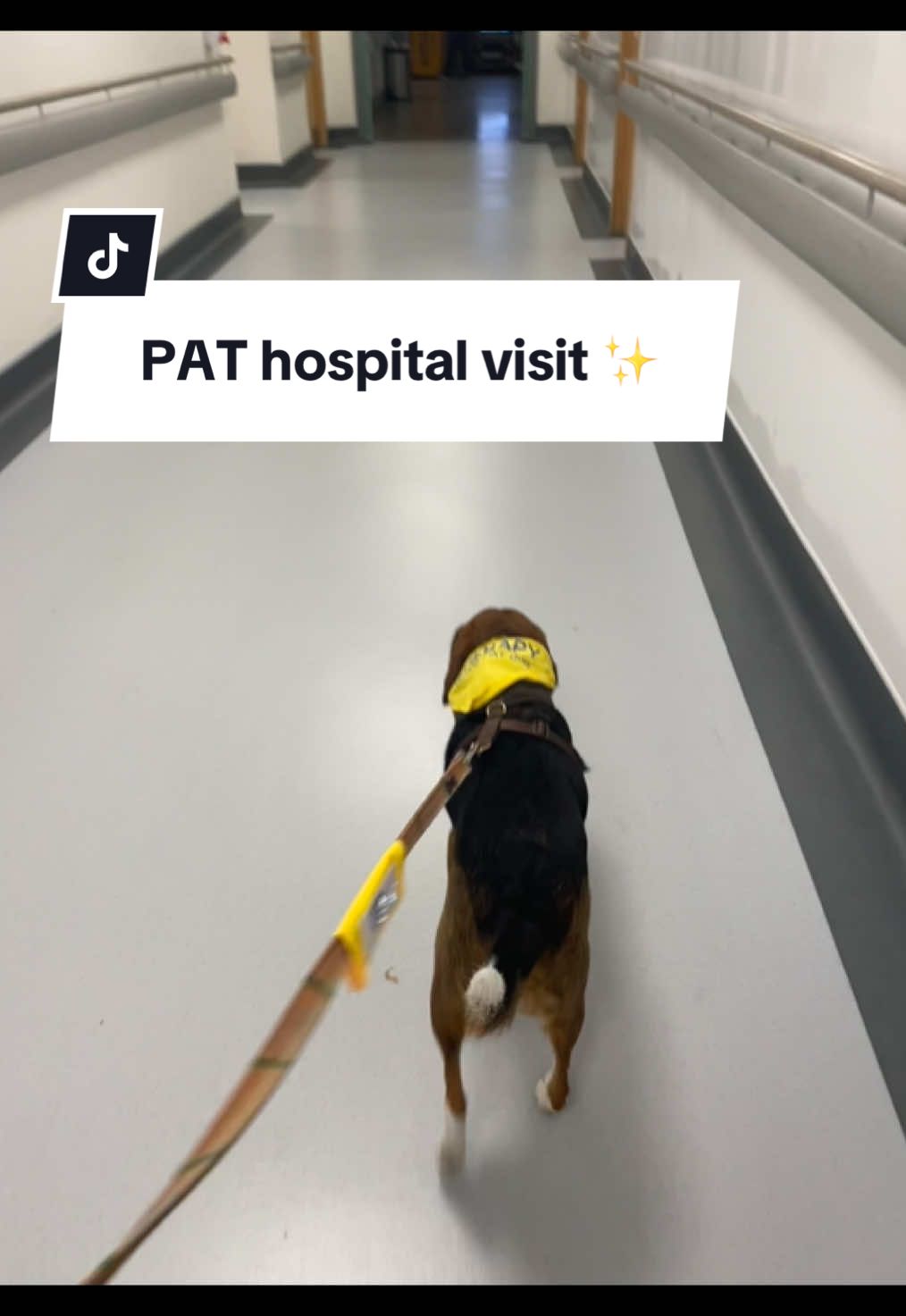 @Winnie the Therapy Dog 🐾✨