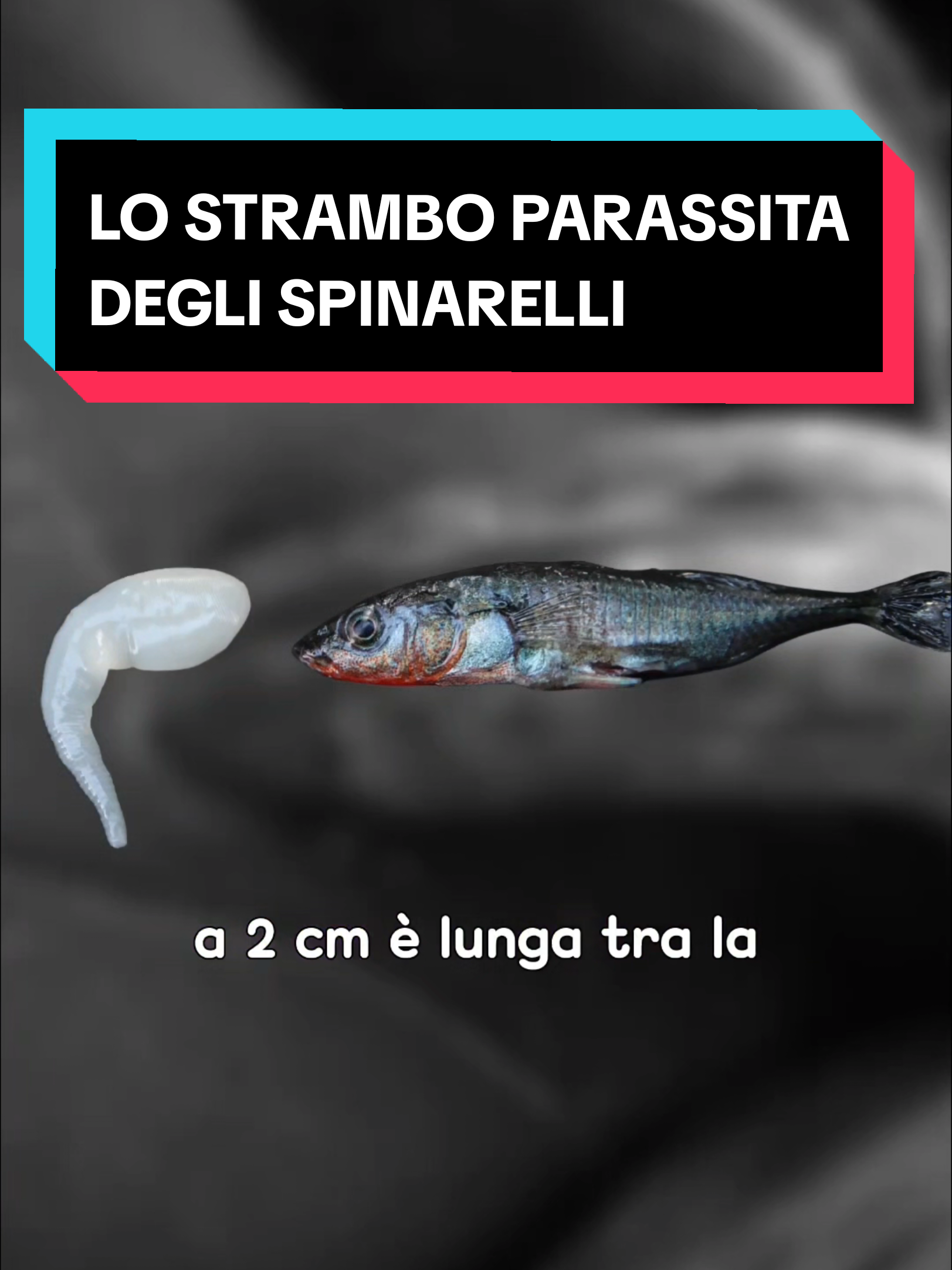 @bag of parasites