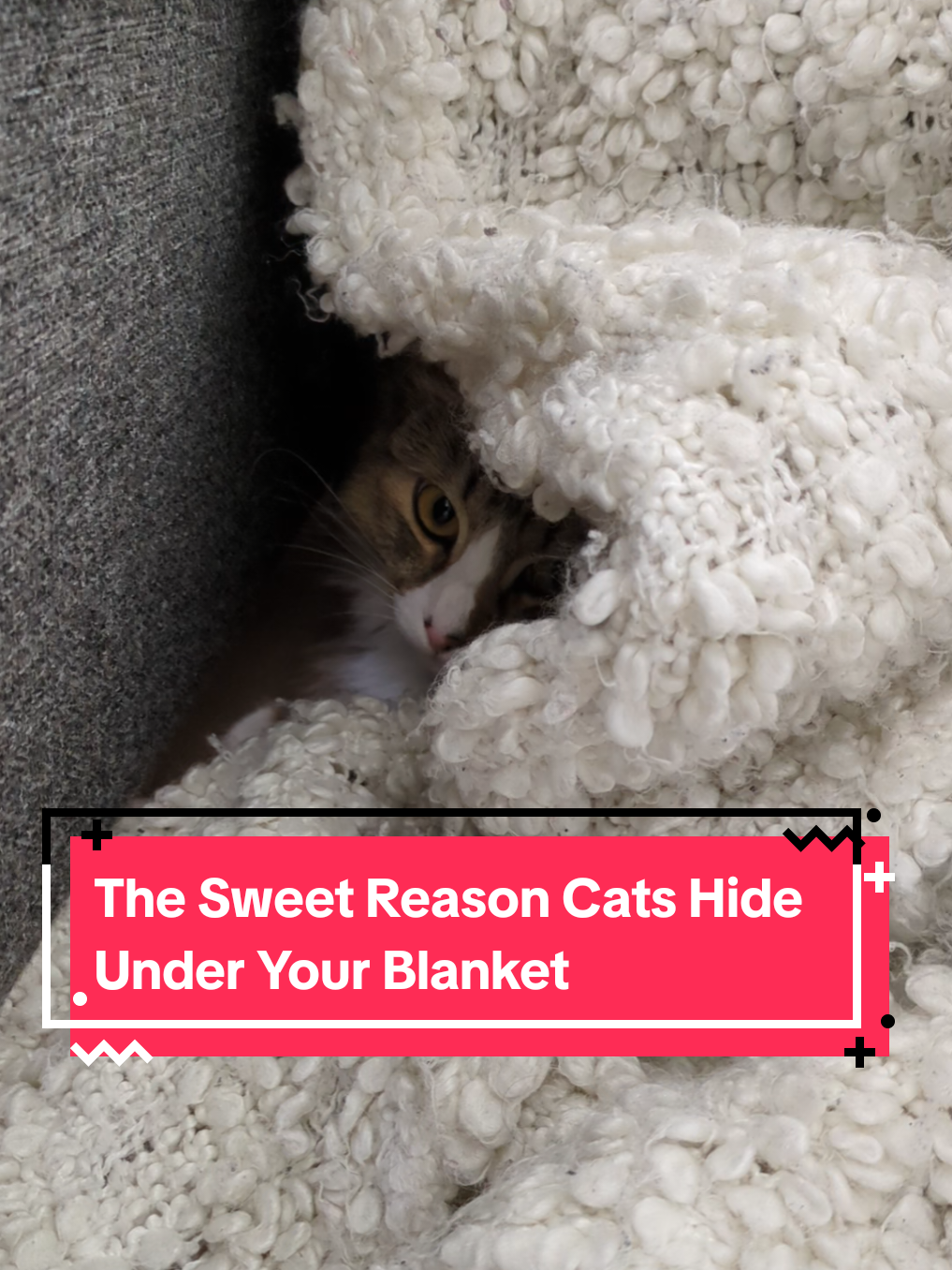 @The Cutest Cats Ever