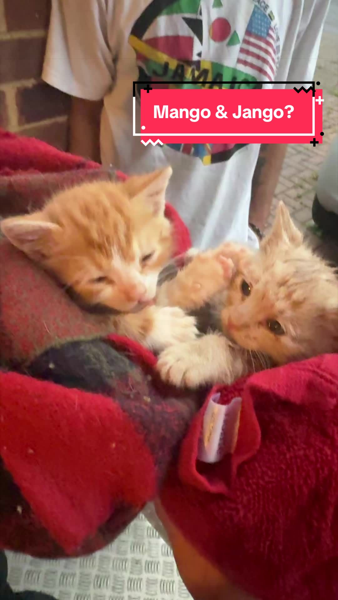 @Miracle Kittens