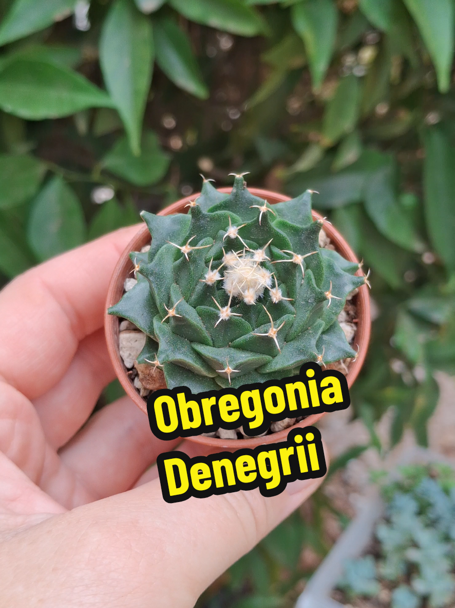 @Succulent_ninja