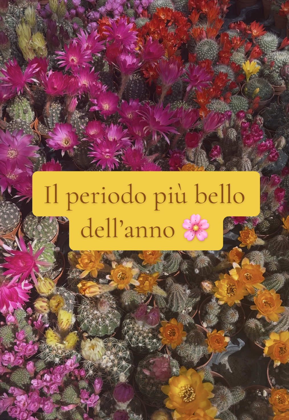 @piccole.spine.felici