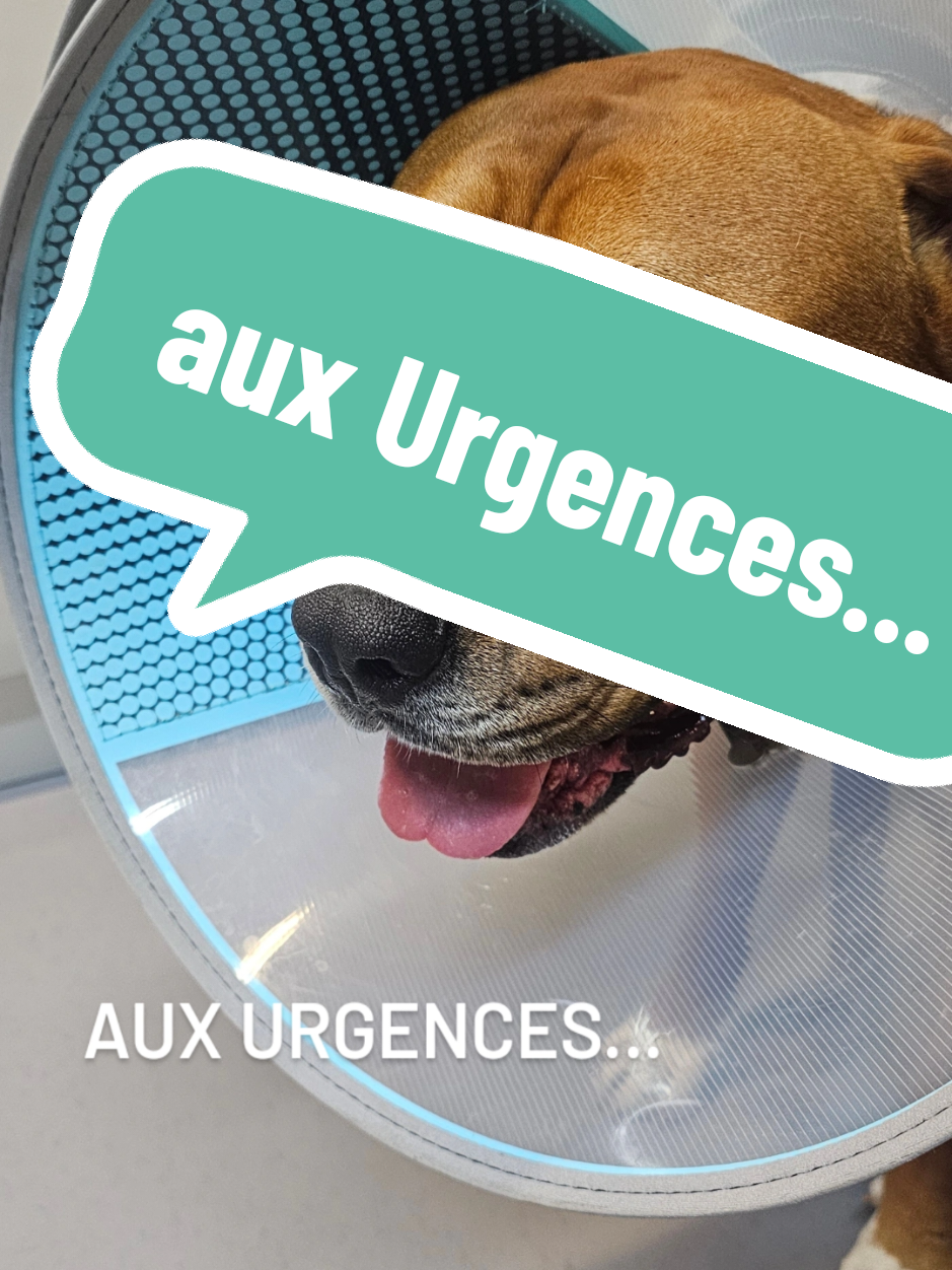 @flopy et Urion