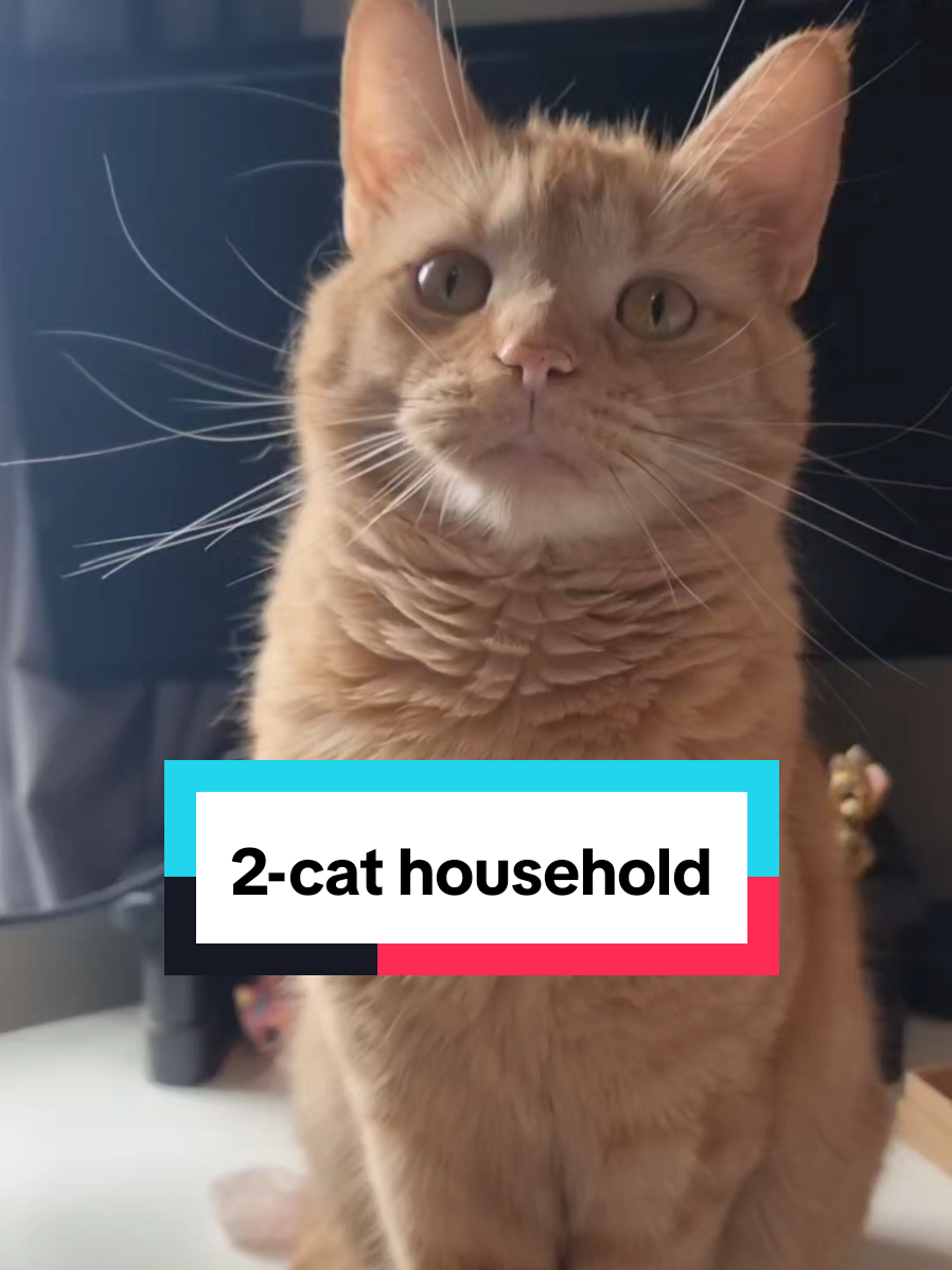 @Paws and Claws