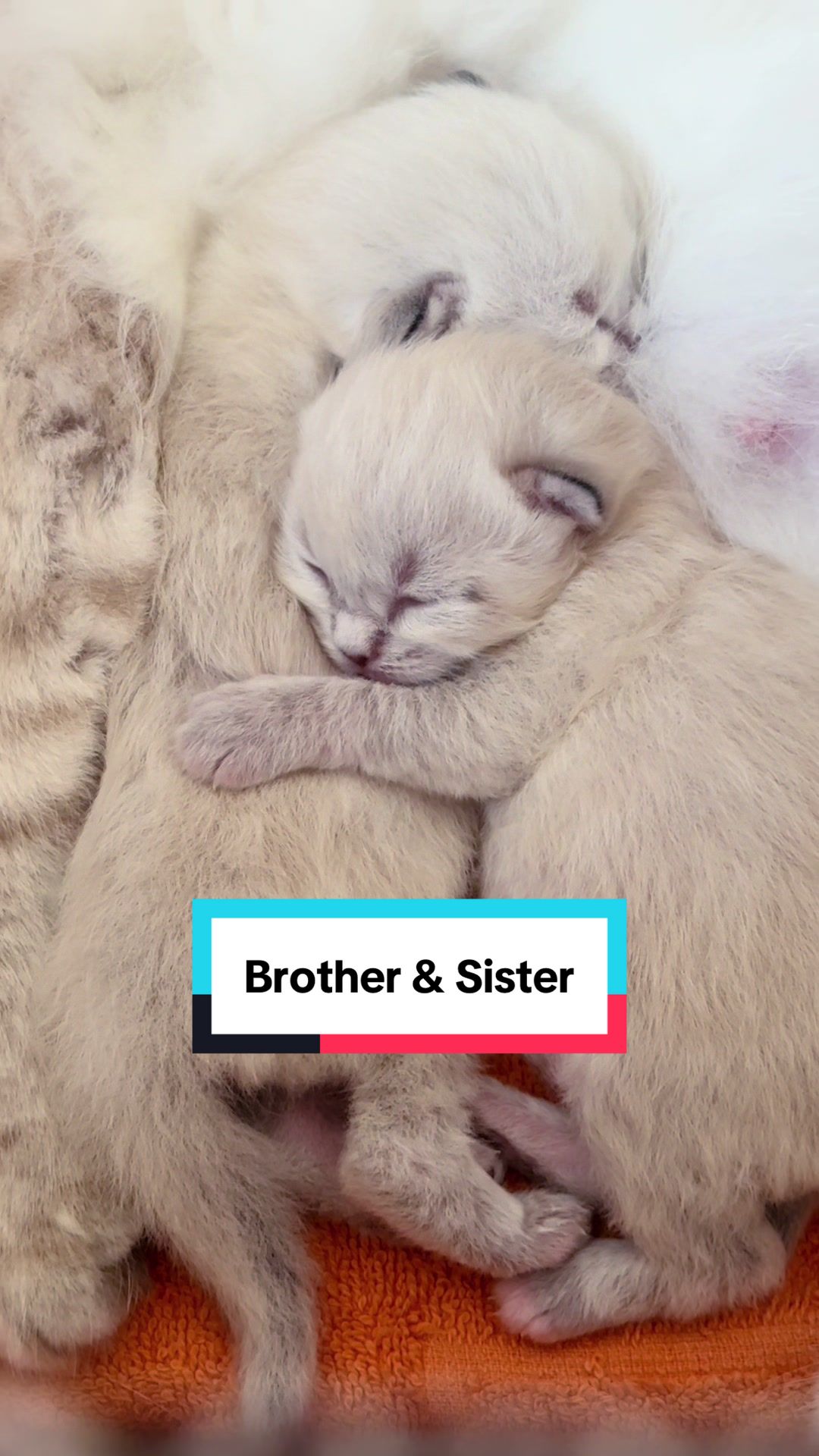 @Siberians Yuki & Aïko