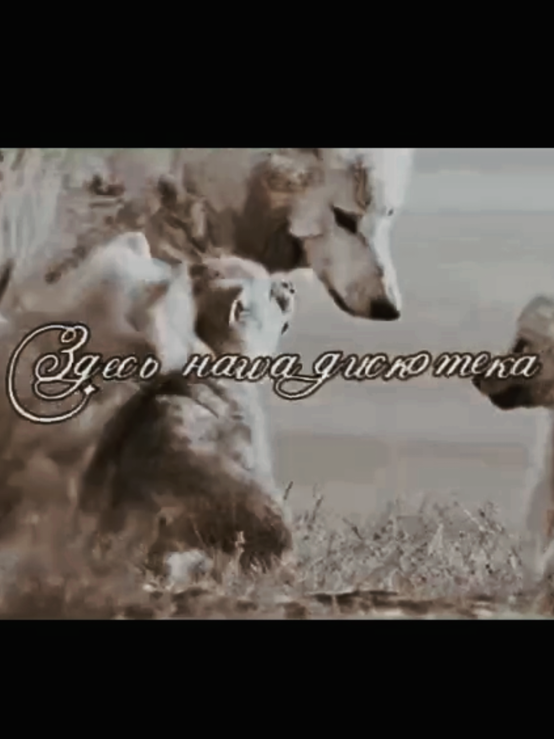 @Главный Фанат Музыки