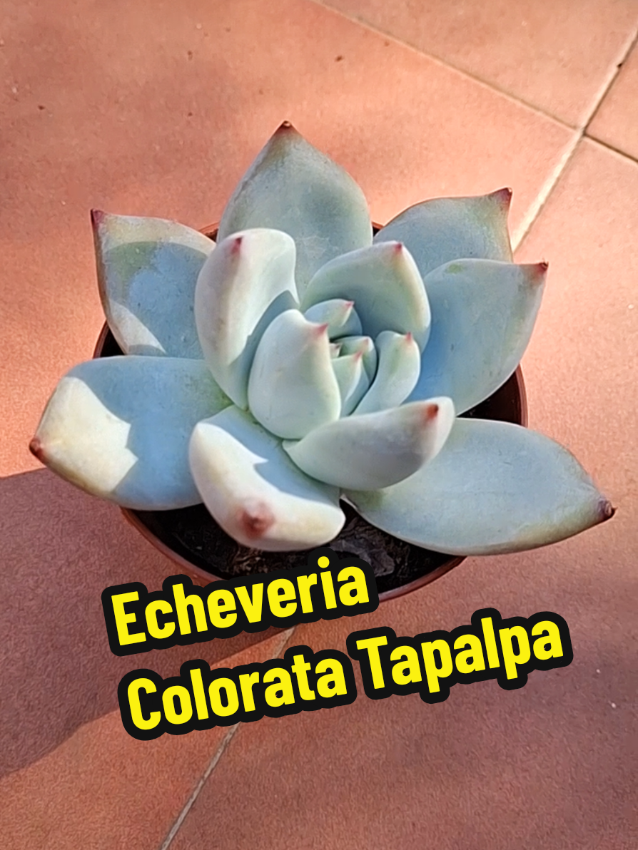 @Succulent_ninja