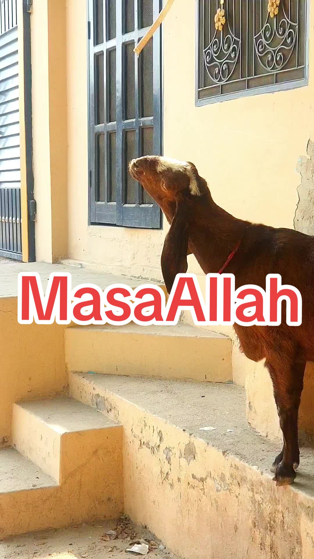 @☆*☆ Mahar Sana Ullah Jara ☆*☆