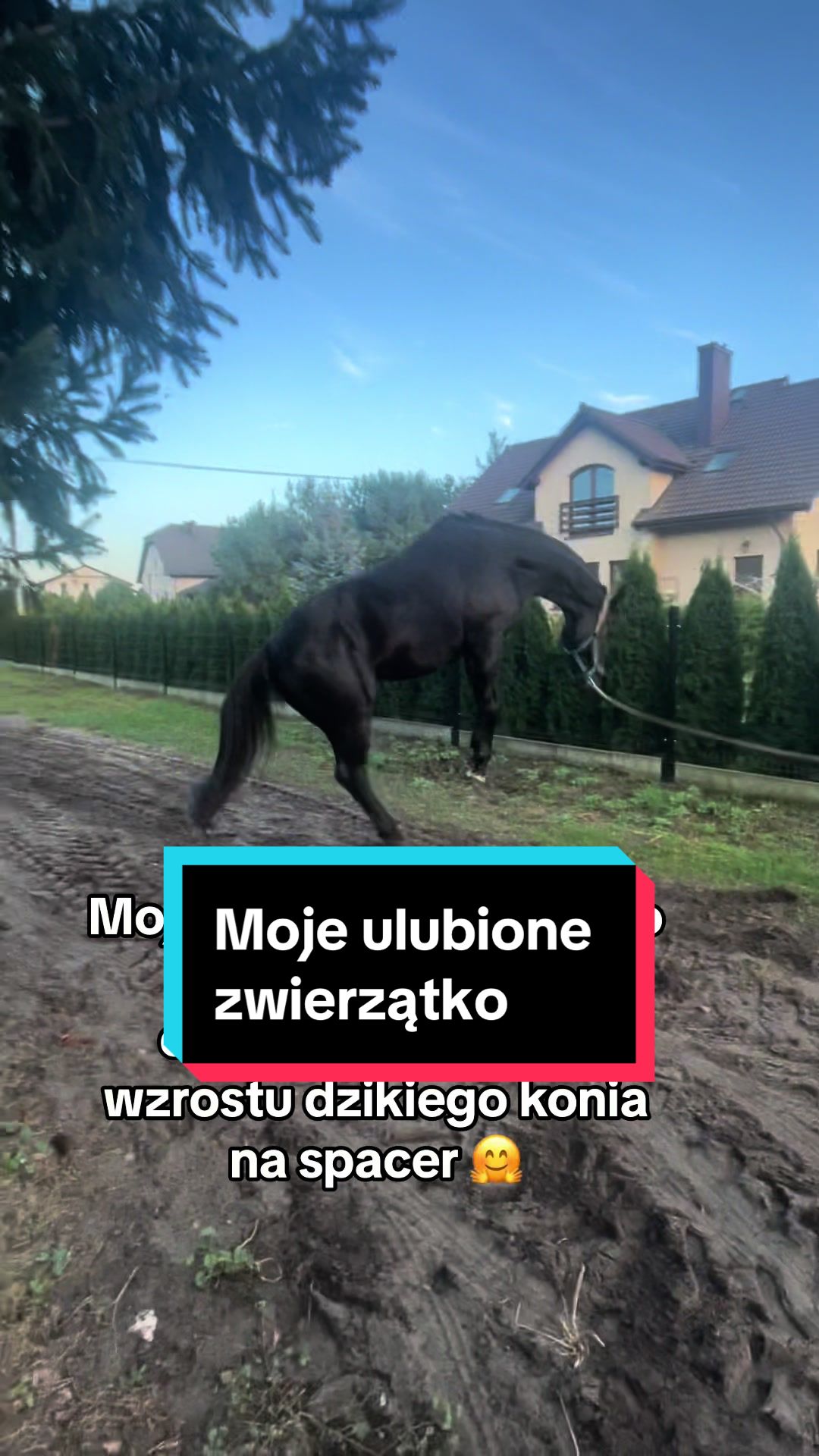 @Stado_Belli